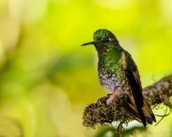 Boissonneaua flavescens