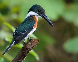 Chloroceryle amazona