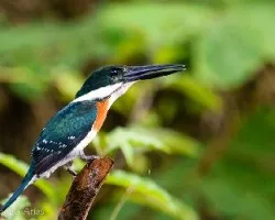 Chloroceryle amazona