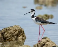 Himantopus mexicanus