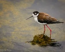 Himantopus mexicanus