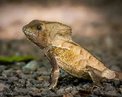 Corytophanes cristatus