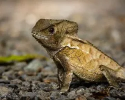 Corytophanes cristatus