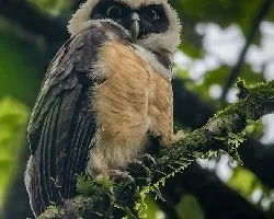 Pulsatrix perspicillata