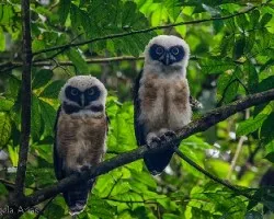 Pulsatrix perspicillata