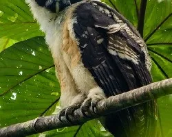 Pulsatrix perspicillata