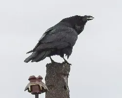 Corvus corax