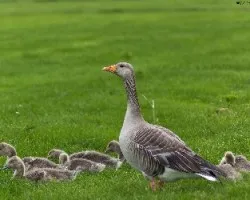 Anser anser