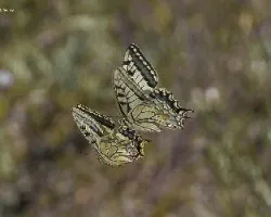 Papilio macaon