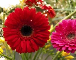 Gerbera jamesonii