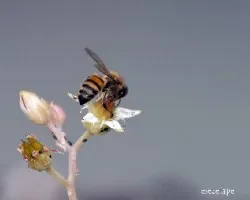 Abeja