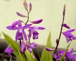 Bletilla striata