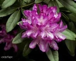 Rhododendron