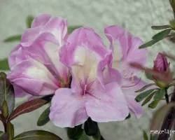 Azalea