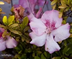Azalea