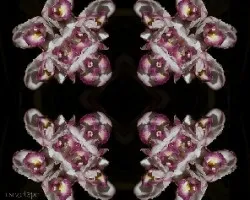 Despuntando el vicio!!