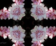 Despuntando el vicio!!