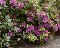 Rhododendron