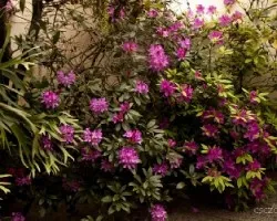 Rhododendron