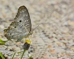 Reto del mes insectos