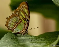 Reto del mes insectos