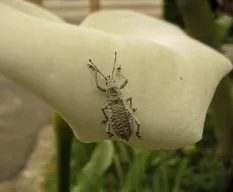 Reto del mes insectos