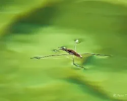 Zapatero (gerris lacustris)