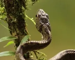 Prynornax poecilonotus