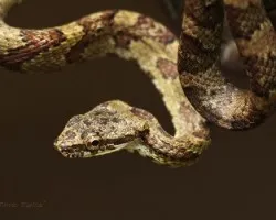 Prynornax poecilonotus