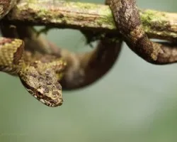 Prynornax poecilonotus