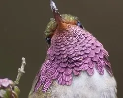 Selasphorus flammula