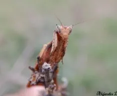 Mantodea