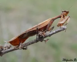 Mantodea