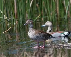 Callonetta leucophrys