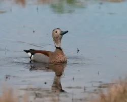 Callonetta leucophrys