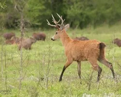 Blastocerus dichotomus