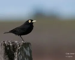 Hymenops perspicillatus