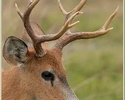 Blastocerus dichotomus