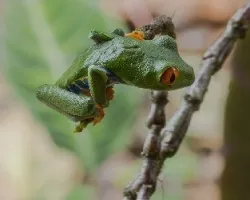 Agalychnis callidryas