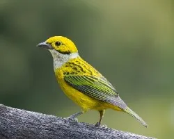 Tangara icterocephala