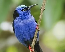 Cyanerpes cyaneus