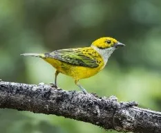 Tangara icterocephala