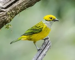 Tangara icterocephala