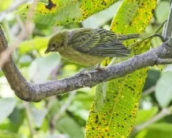 Tangara icterocephala
