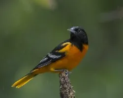 Icterus galbula