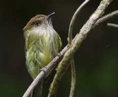 Lophotriccus pileatus