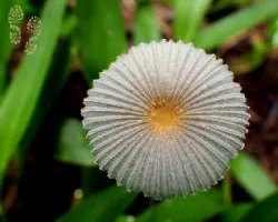 Leucocoprinus fragilissimus