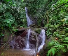 Nacientes tropicales