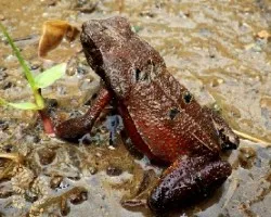 Anfibio en su charco