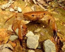 Crustáceo de montaña